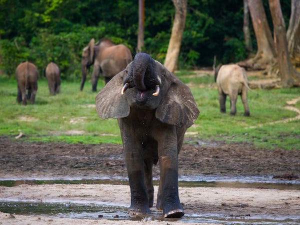 Addo Elephant