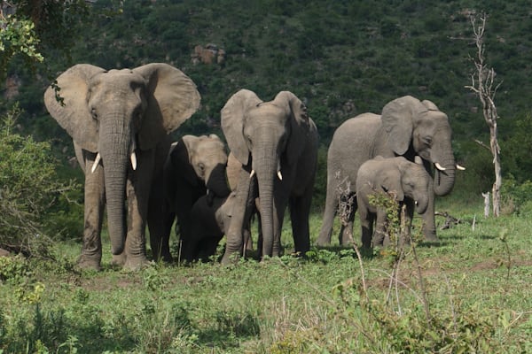 Parc Kruger