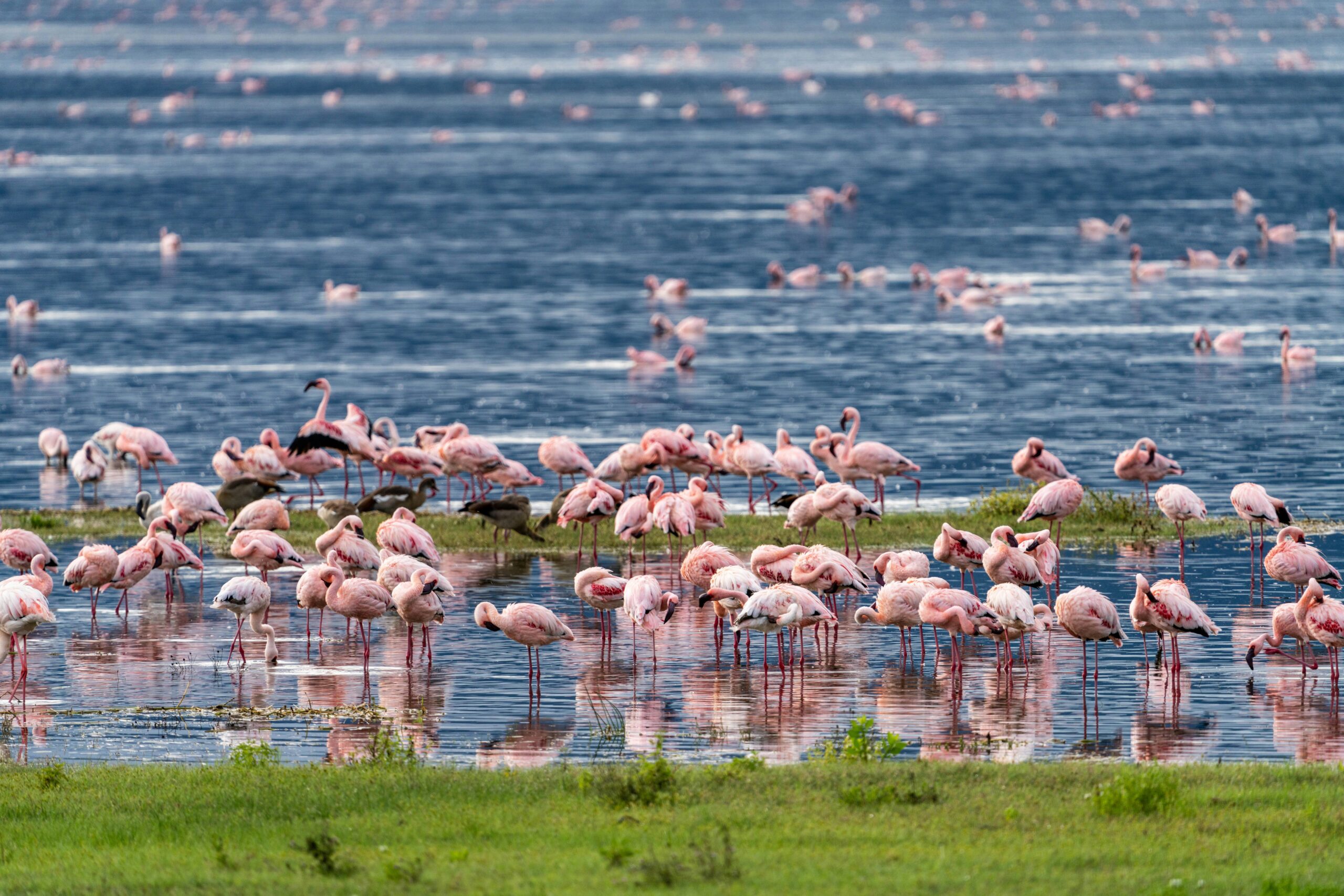 Ngorongoro