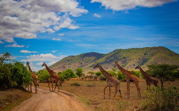Le Serengeti